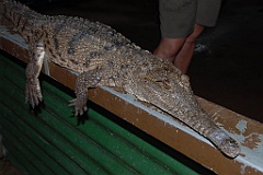 0804 Wildlife Habitat Port Douglas